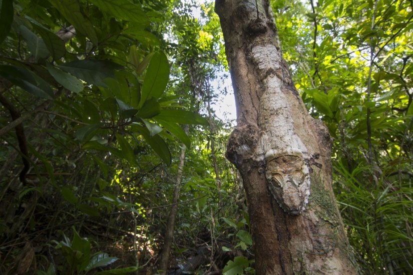 The grinning Gecko is a master of camouflage