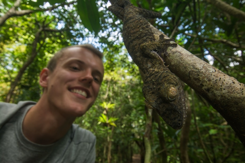 The grinning Gecko is a master of camouflage