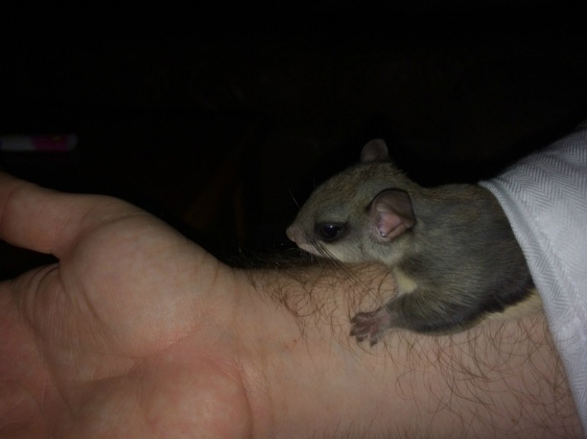 The guy decided to save this kid, not even knowing how to care for it The guy decided to save this kid, not even knowing how to care for it