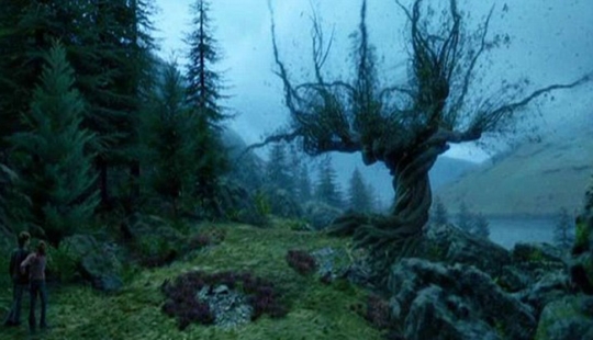 The most famous trees in the world, famous in cinema, music and painting The most famous trees in the world, famous in cinema, music and painting