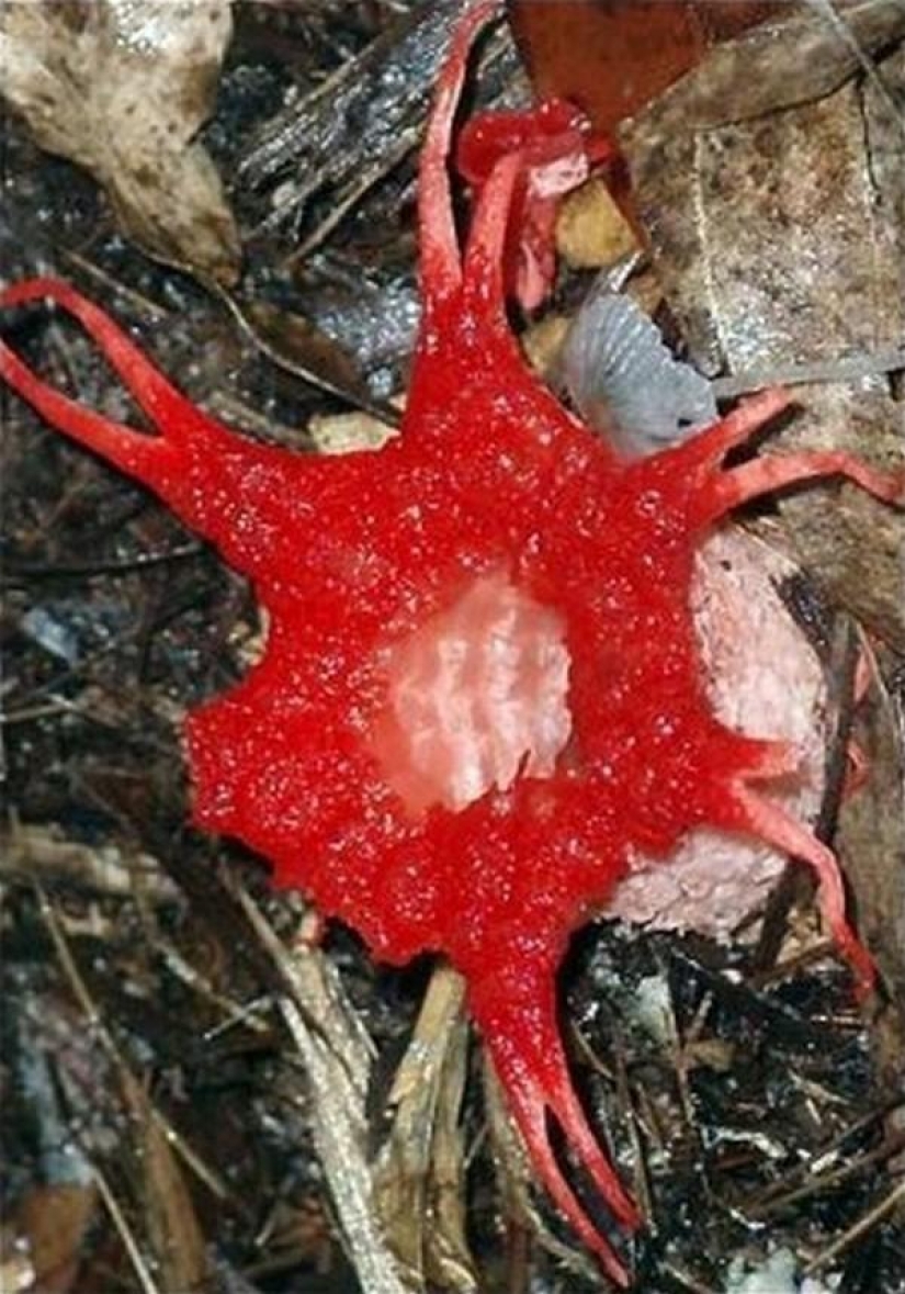 The most scary plants in the world that grow, may your house The most scary plants in the world that grow, may your house