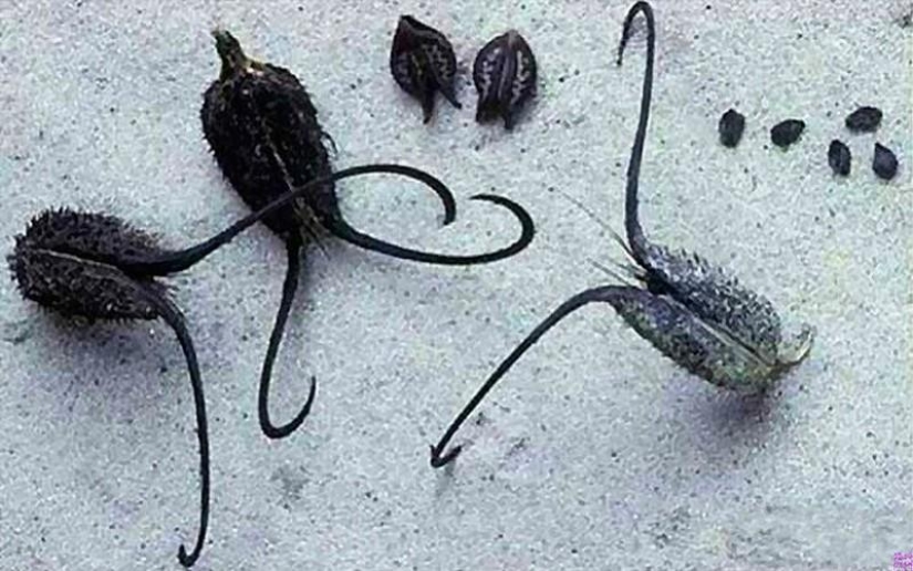 The most scary plants in the world that grow, may your house The most scary plants in the world that grow, may your house