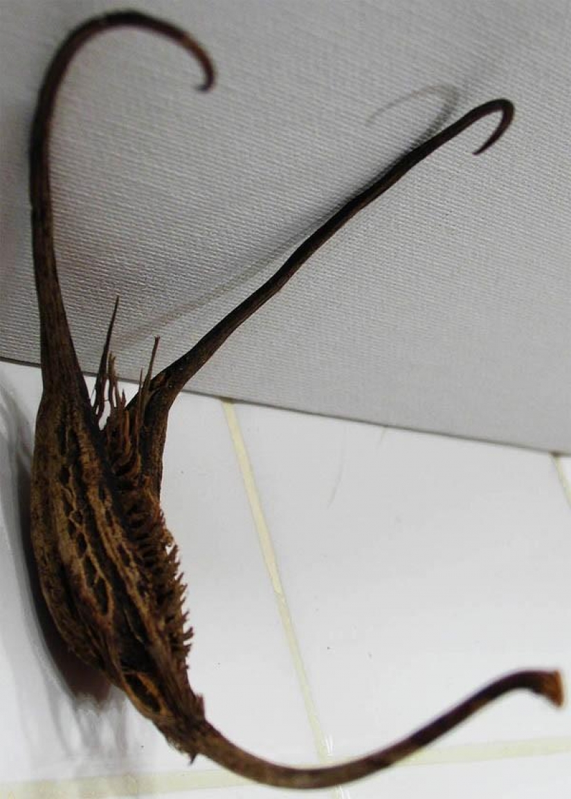 The most scary plants in the world that grow, may your house The most scary plants in the world that grow, may your house