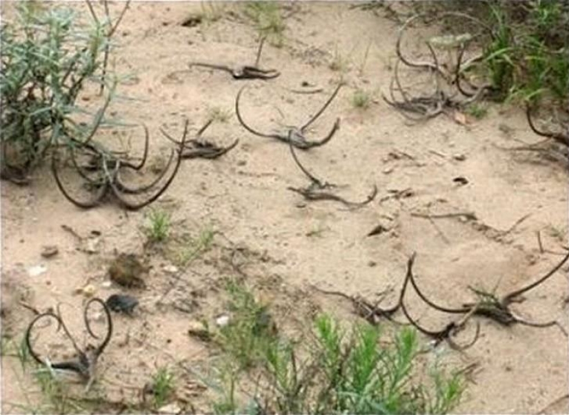 The most scary plants in the world that grow, may your house The most scary plants in the world that grow, may your house