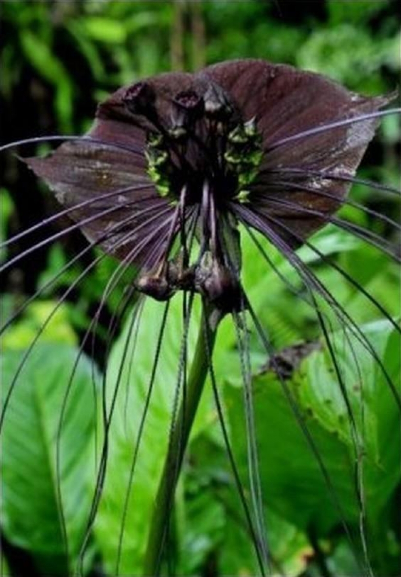 The most scary plants in the world that grow, may your house The most scary plants in the world that grow, may your house