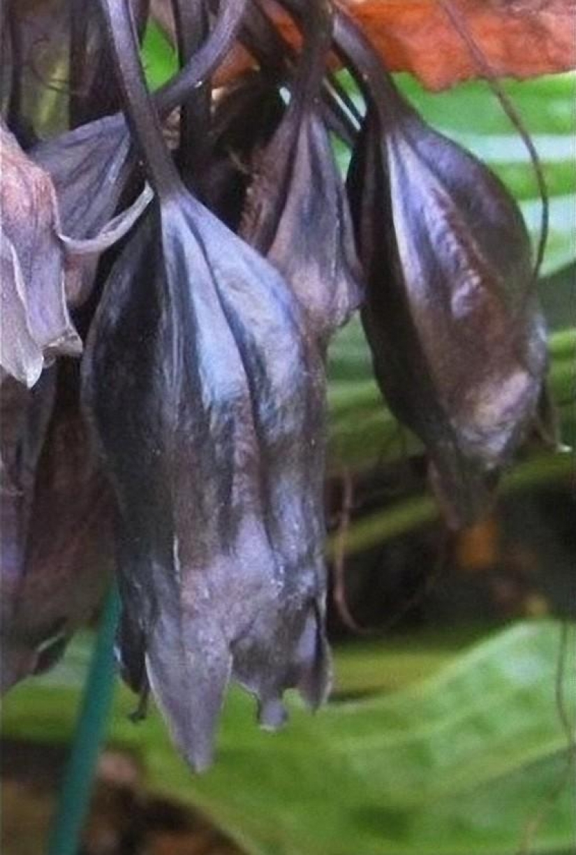 The most scary plants in the world that grow, may your house The most scary plants in the world that grow, may your house