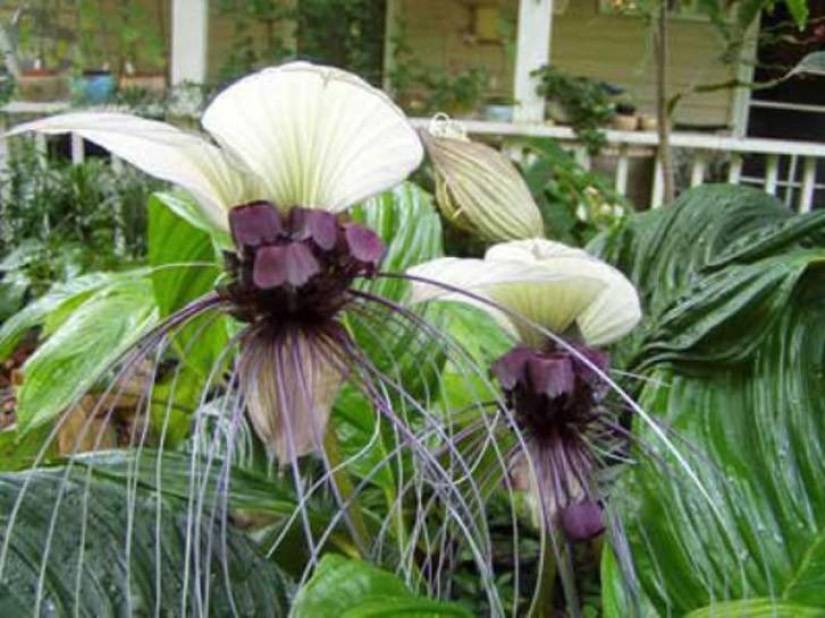 The most scary plants in the world that grow, may your house The most scary plants in the world that grow, may your house