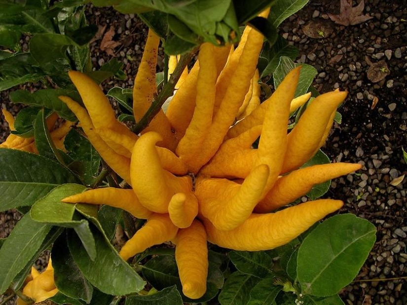 The most scary plants in the world that grow, may your house The most scary plants in the world that grow, may your house