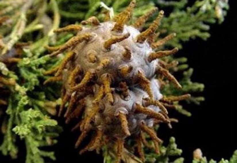 The most scary plants in the world that grow, may your house The most scary plants in the world that grow, may your house