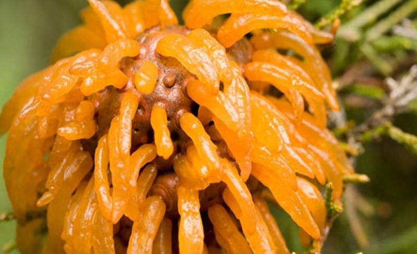 The most scary plants in the world that grow, may your house The most scary plants in the world that grow, may your house