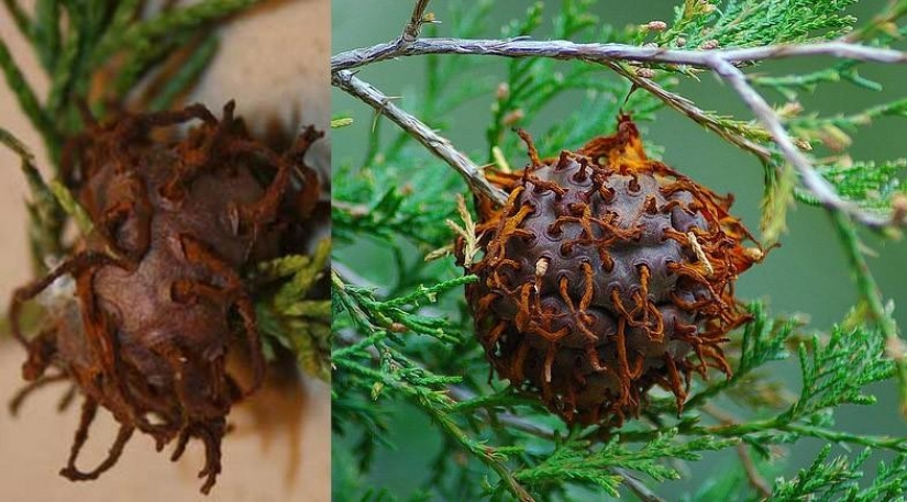 The most scary plants in the world that grow, may your house The most scary plants in the world that grow, may your house