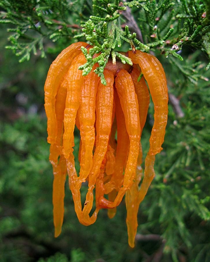 The most scary plants in the world that grow, may your house The most scary plants in the world that grow, may your house