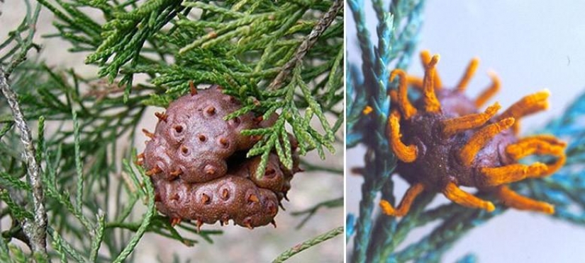 The most scary plants in the world that grow, may your house The most scary plants in the world that grow, may your house