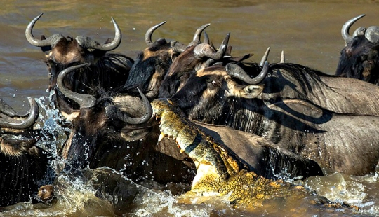 The most spectacular show in the wild