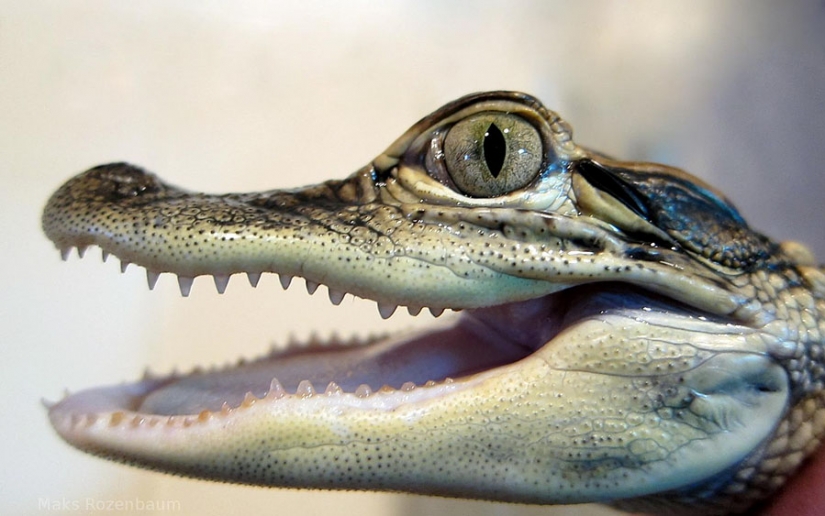 The most unusual discoveries customs officials