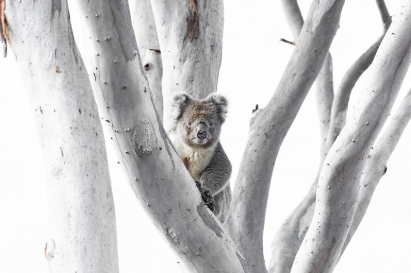 The nominees of the festival of wild nature "Golden turtle" The nominees of the festival of wild nature "Golden turtle"