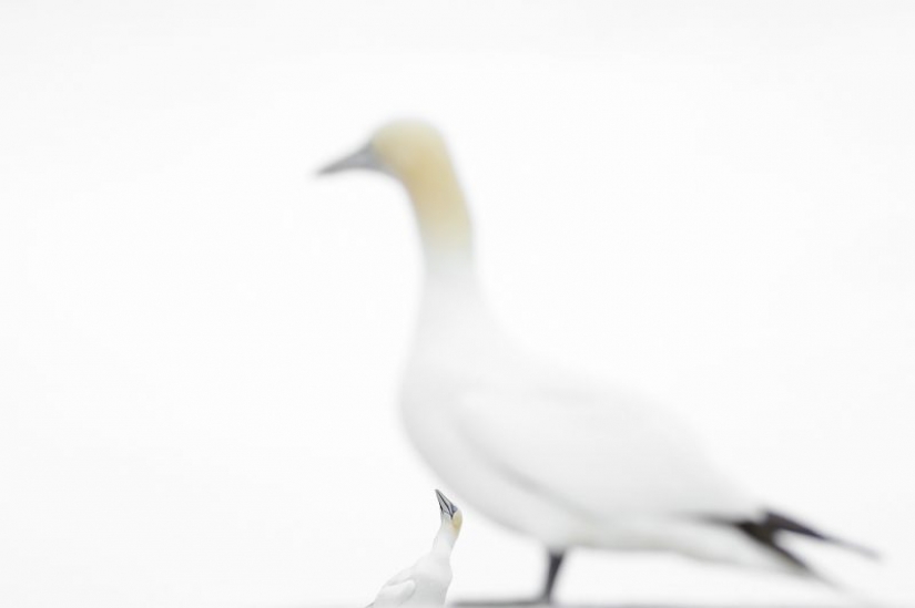 The nominees of the festival of wild nature "Golden turtle" The nominees of the festival of wild nature "Golden turtle"