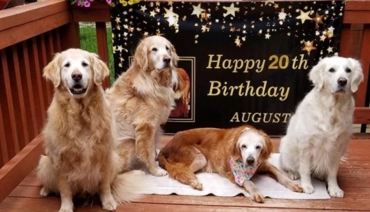 The oldest Golden Retriever in the world was 20 years old