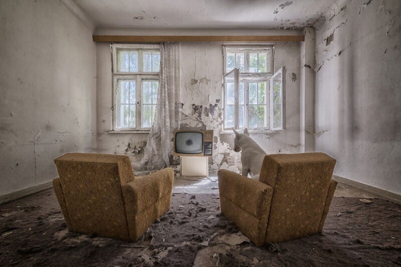 The photographer and her pit bull talk about the rules of life in the coronavirus