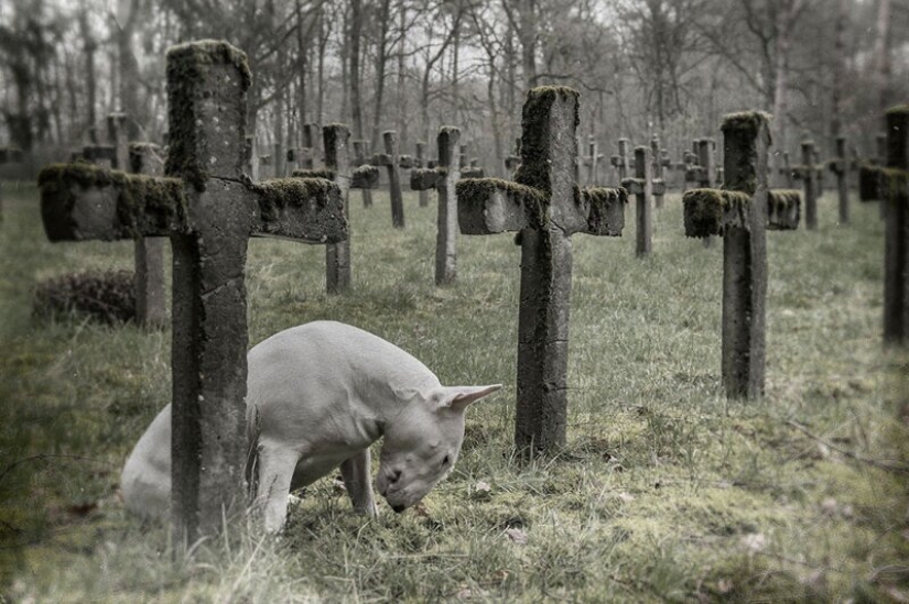 The photographer and her pit bull talk about the rules of life in the coronavirus