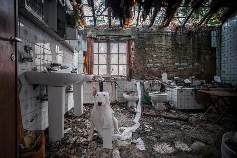 The photographer and her pit bull talk about the rules of life in the coronavirus