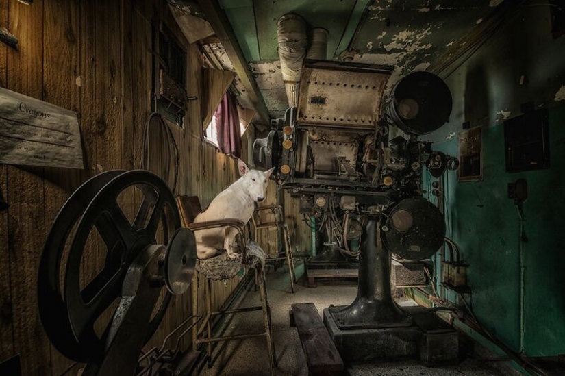 The photographer and her pit bull talk about the rules of life in the coronavirus