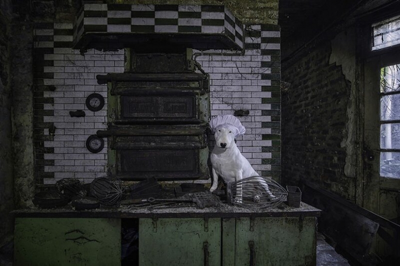 The photographer and her pit bull talk about the rules of life in the coronavirus