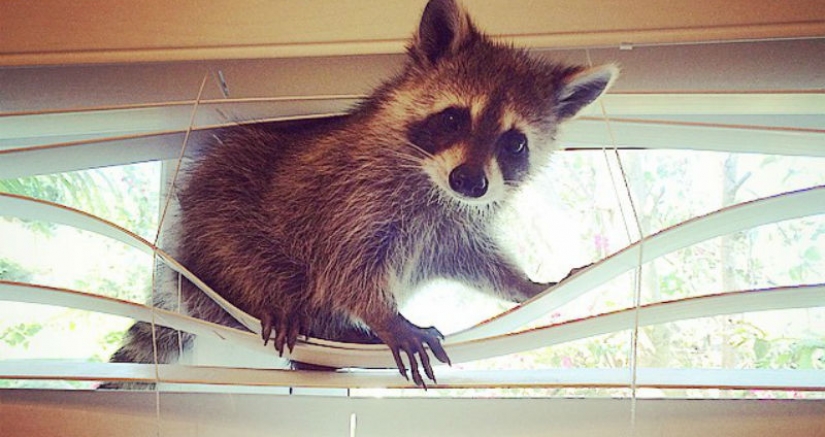 The rescued raccoon who thinks he's a dog The rescued raccoon who thinks he's a dog