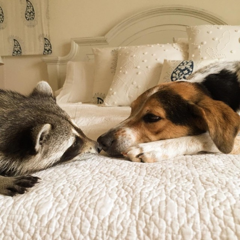 The rescued raccoon who thinks he's a dog The rescued raccoon who thinks he's a dog