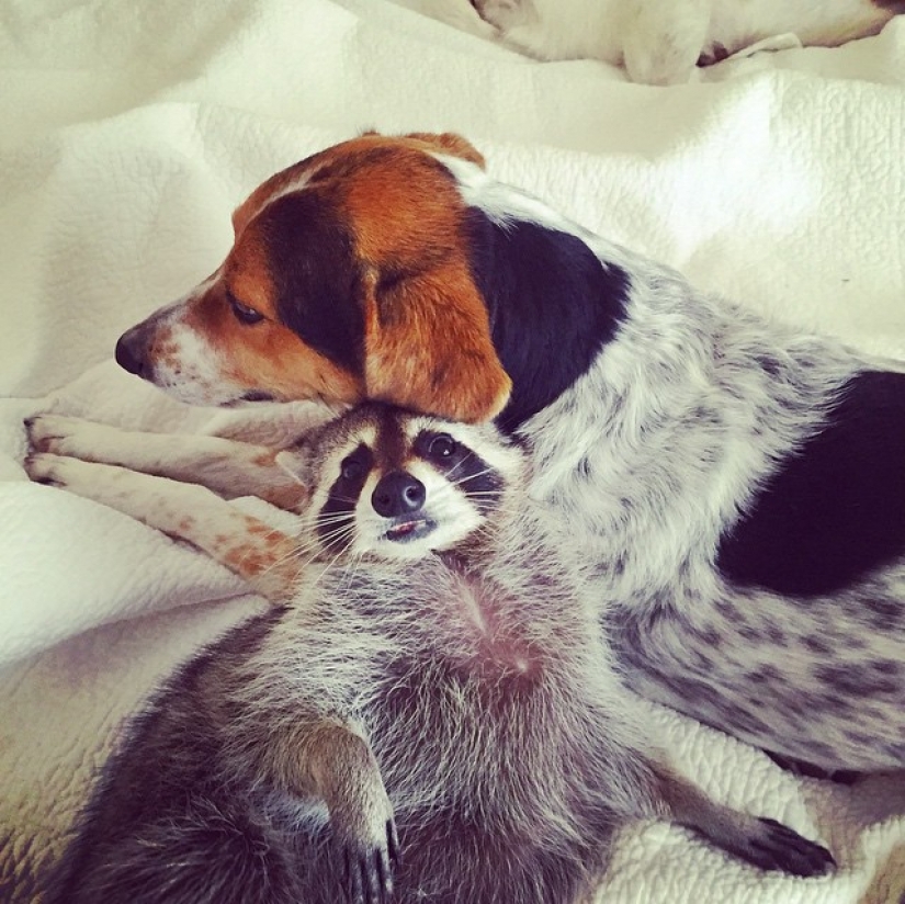 The rescued raccoon who thinks he's a dog The rescued raccoon who thinks he's a dog