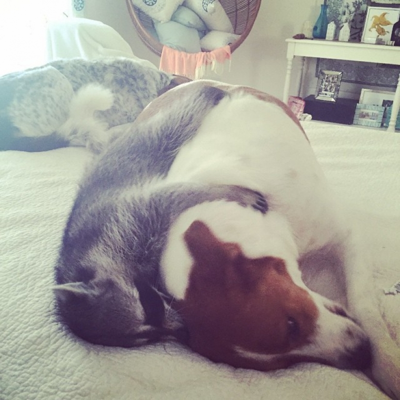 The rescued raccoon who thinks he's a dog The rescued raccoon who thinks he's a dog