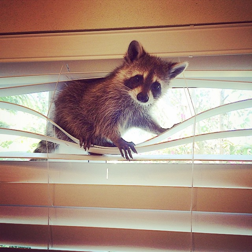 The rescued raccoon who thinks he's a dog The rescued raccoon who thinks he's a dog
