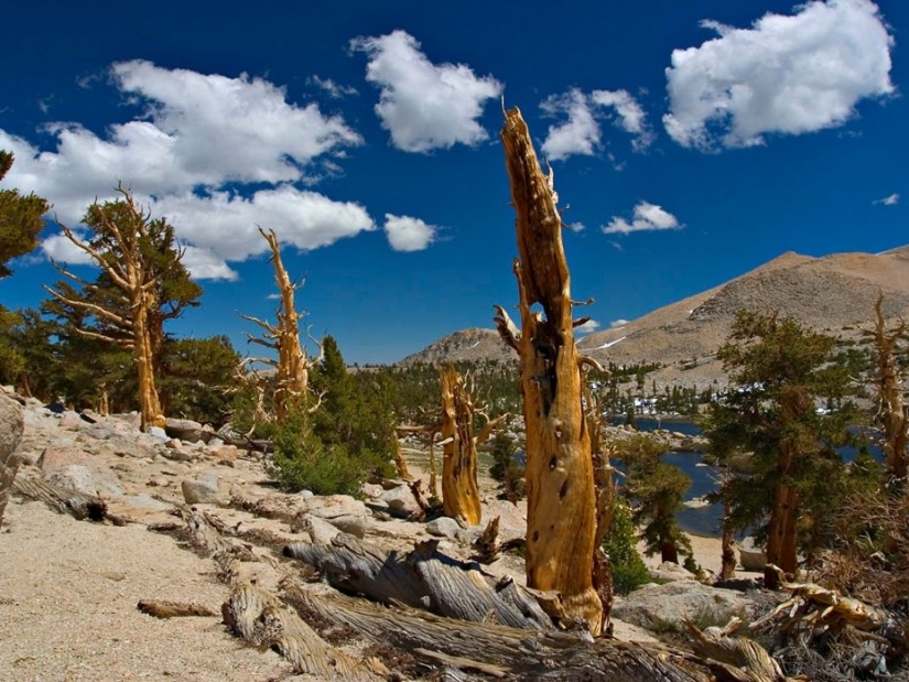 The trees, which fears the time: the oldest of Bristlecone pines more than 4.7 thousands of years