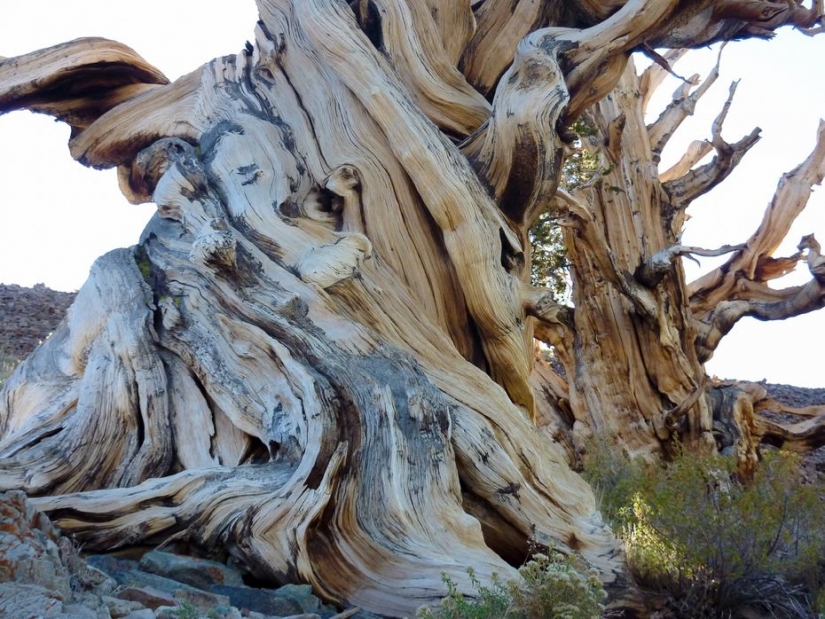 The trees, which fears the time: the oldest of Bristlecone pines more than 4.7 thousands of years