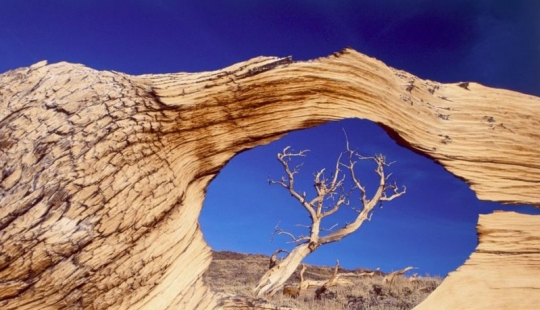 The trees, which fears the time: the oldest of Bristlecone pines more than 4.7 thousands of years