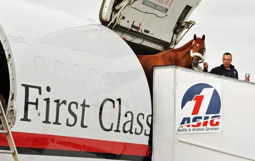 The U.S. Department of transportation was allowed to carry on Board mini-horses