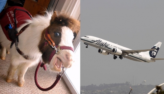 The U.S. Department of transportation was allowed to carry on Board mini-horses The U.S. Department of transportation was allowed to carry on Board mini-horses