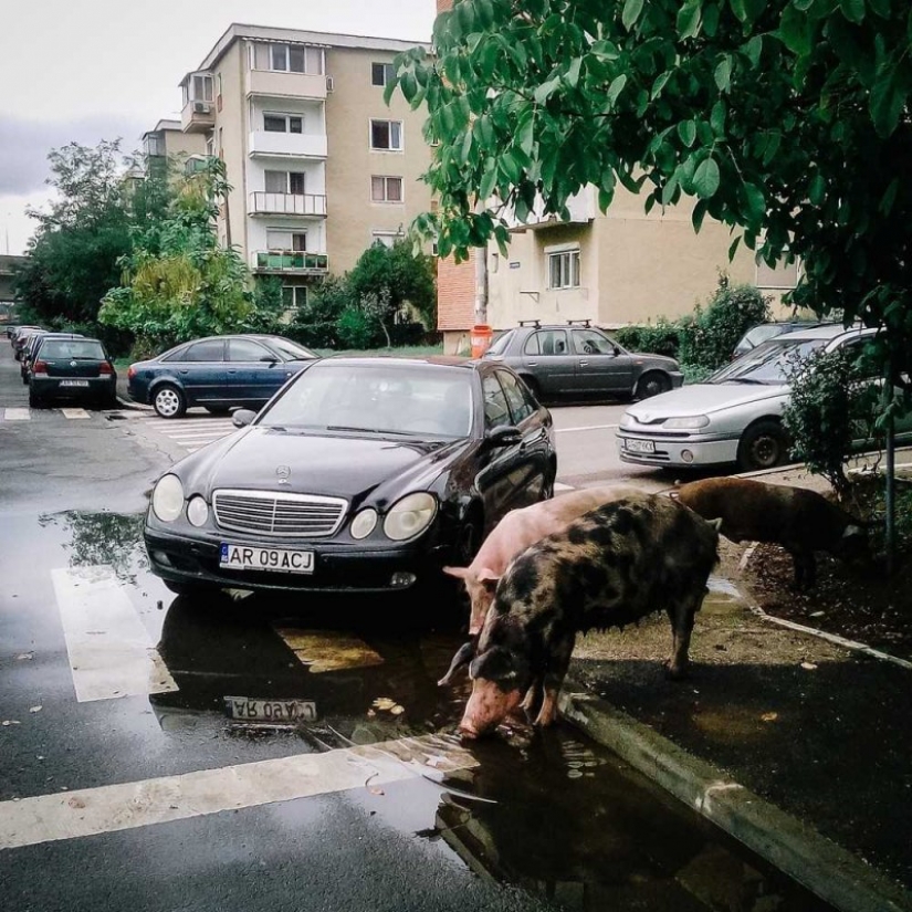 These photographs show the beauty and sorrow of Romania These photographs show the beauty and sorrow of Romania