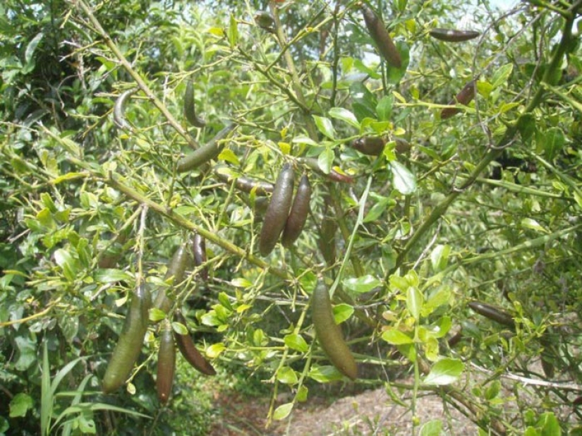 Top 10 de los cítricos que, probablemente, no lo he probado