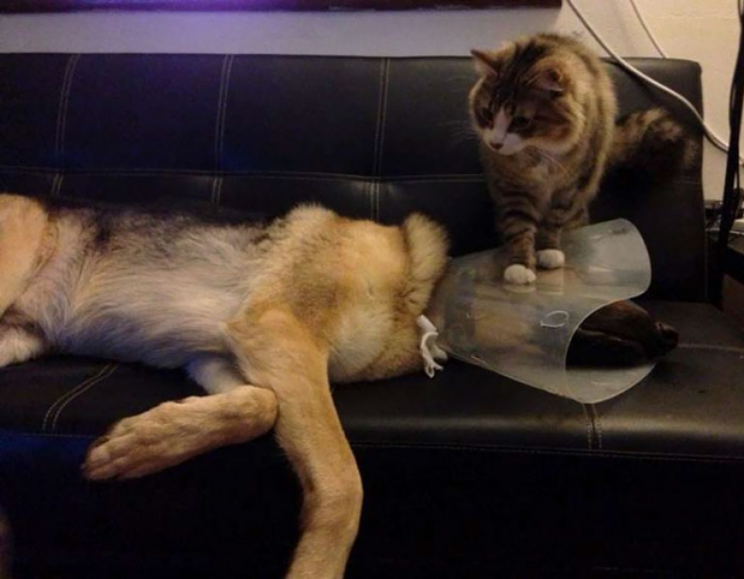 Torres insolente de los animales, que a la luz de la linterna