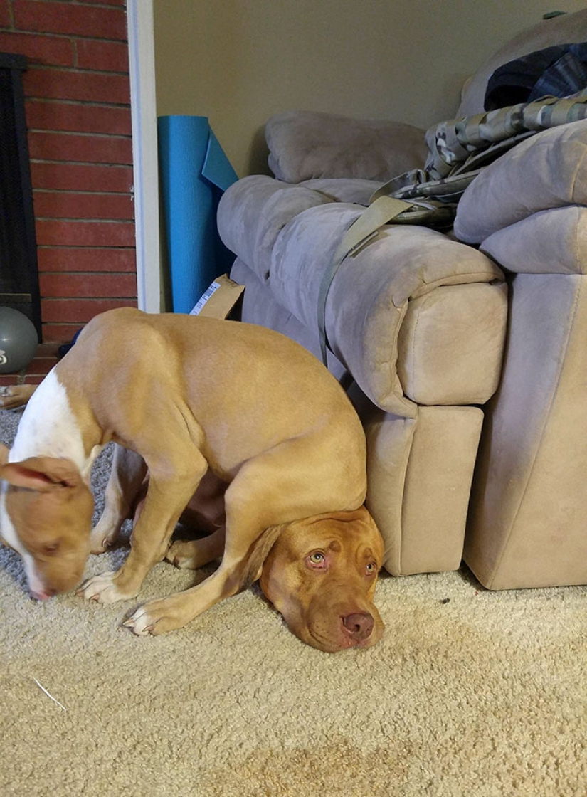 Torres insolente de los animales, que a la luz de la linterna