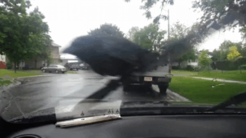 Torres insolente de los animales, que a la luz de la linterna