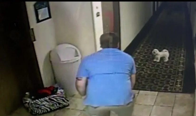 Trap: a terrible case, after which you will think before you get on the Elevator