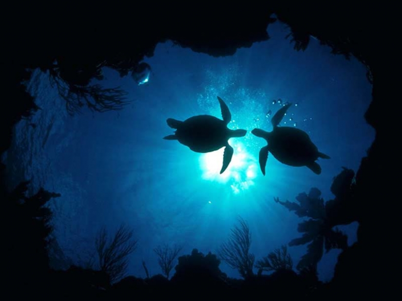 Turtles are better than cats Turtles are better than cats