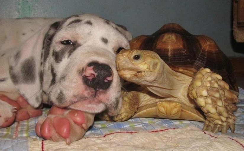 Turtles are better than cats Turtles are better than cats