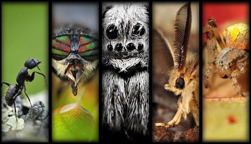 Un Microcosmos Del Lago Baikal Un Microcosmos Del Lago Baikal