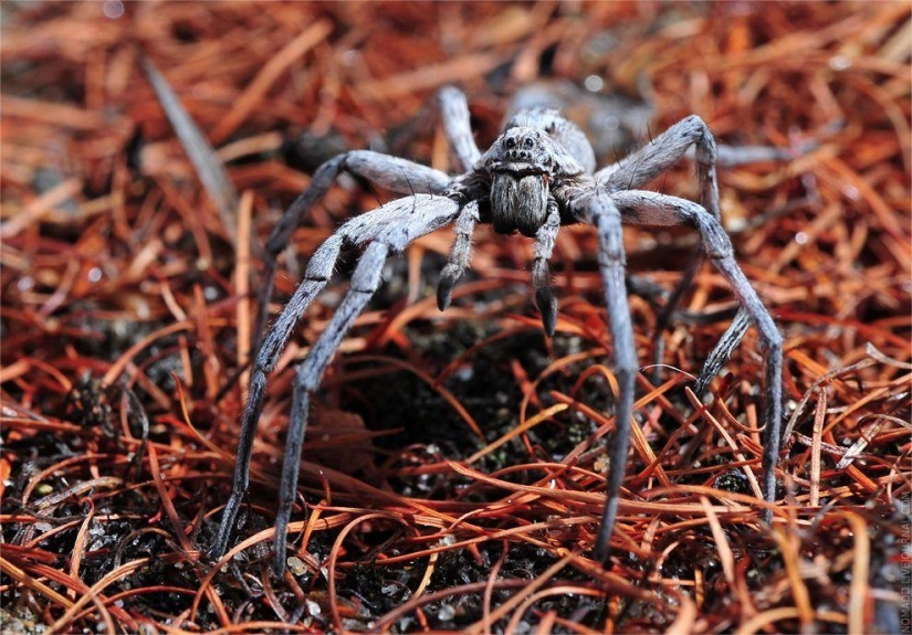 Un Microcosmos Del Lago Baikal Un Microcosmos Del Lago Baikal