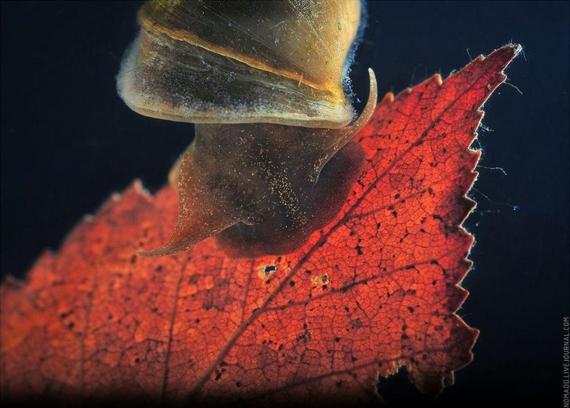 Un Microcosmos Del Lago Baikal Un Microcosmos Del Lago Baikal