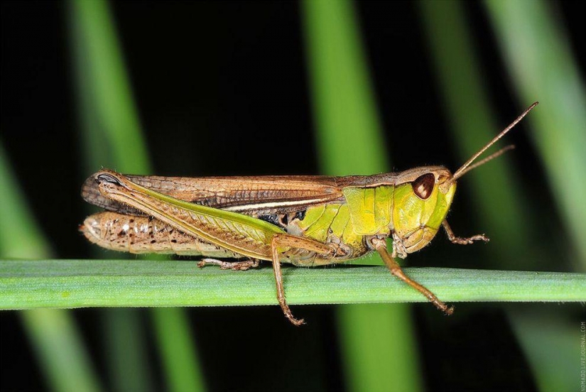 Un Microcosmos Del Lago Baikal Un Microcosmos Del Lago Baikal