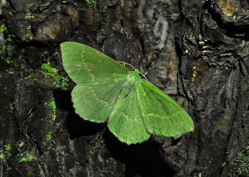 Un Microcosmos Del Lago Baikal Un Microcosmos Del Lago Baikal